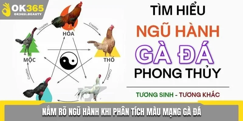 Nắm rõ ngũ hành khi phân tích màu mạng gà đá